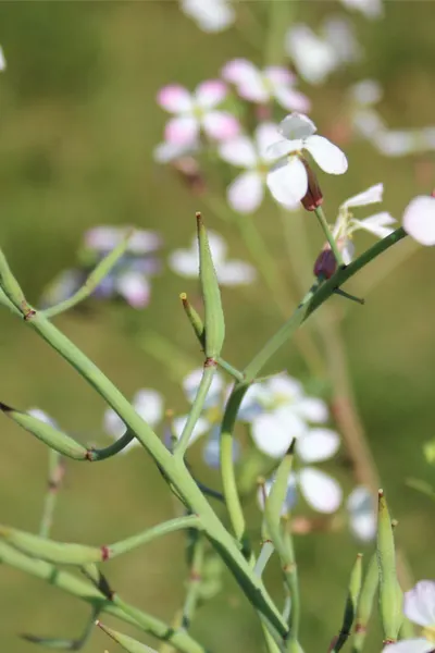 radish pods forming on plants