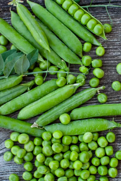 saving sugar snap pea seed