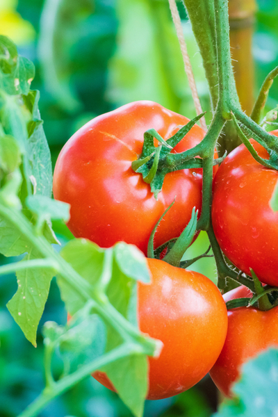 wasps help tomato plants