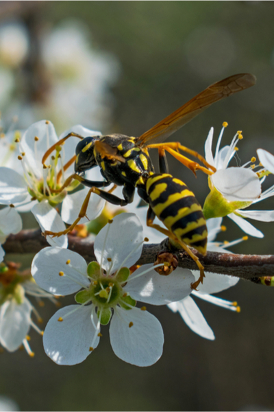 blooms and pollination