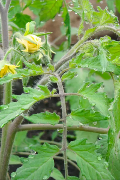 watering vegetable plants