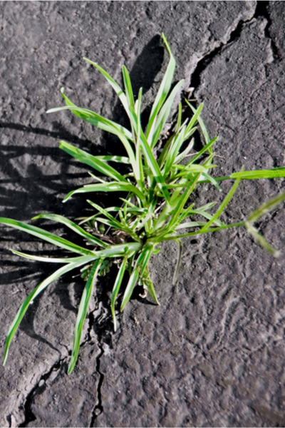 control weeds