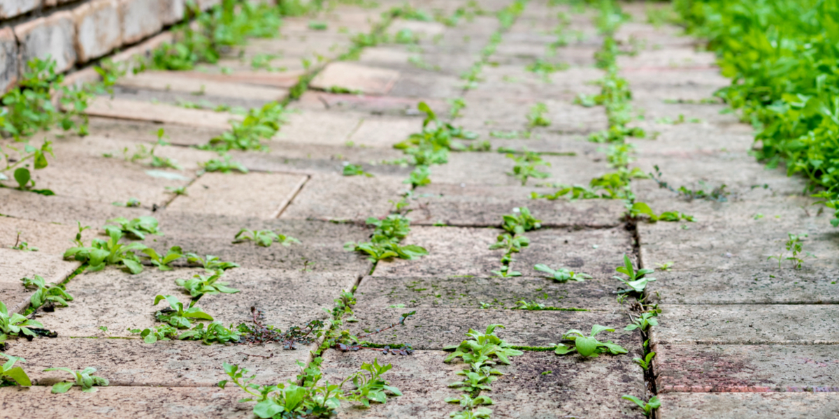 4 Ways To Control Weeds On Driveways & Patios - Without Chemicals!