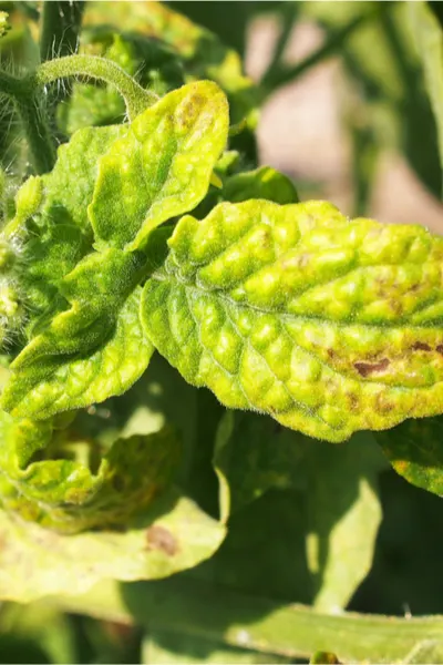 yellowing of the leaves