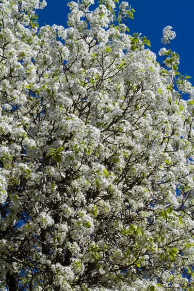 trees to avoid - Bradford Pear