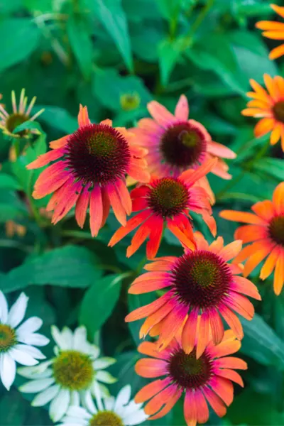 coneflowers in the landscape