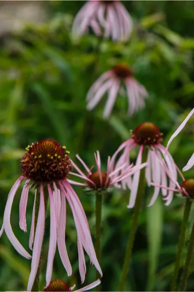 seed head