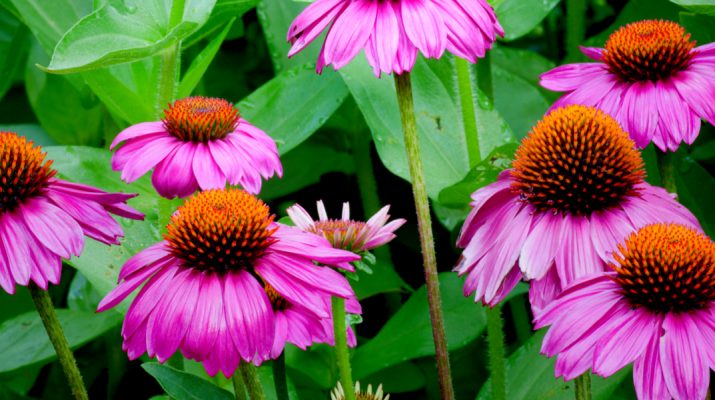 Growing Coneflowers - The Perennial That Brings Birds, Bees & Butterflies