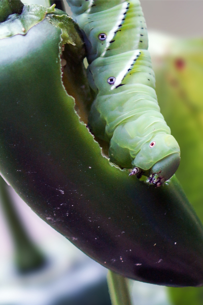 stop tomato hornworms