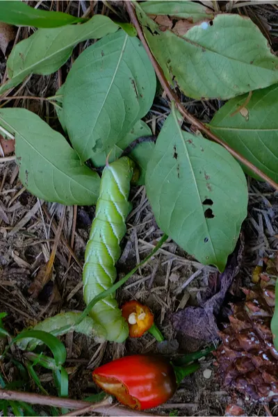 larva in ground