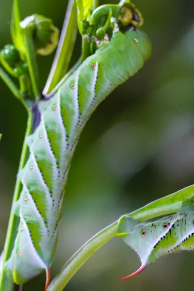 stopping tomato hornworms