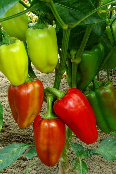 download free pruning pepper plants