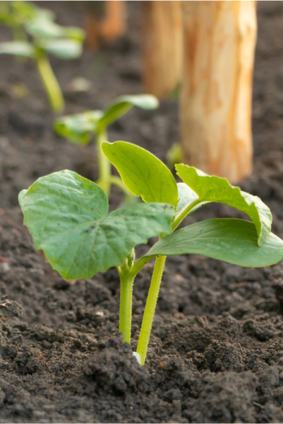 Replant Cucumber Seeds In The Summer For A Great Fall Crop