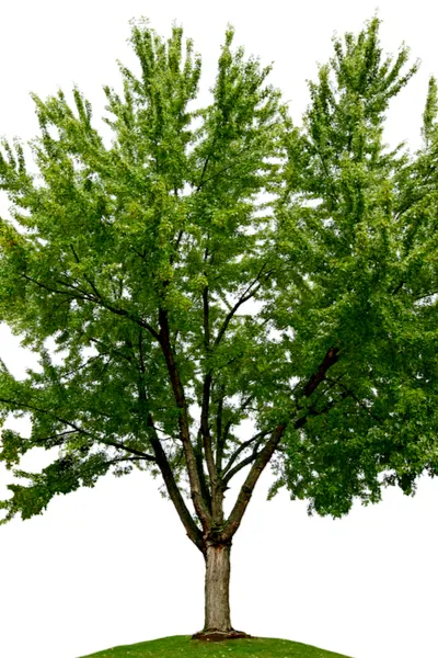 trees you should never plant - silver maple