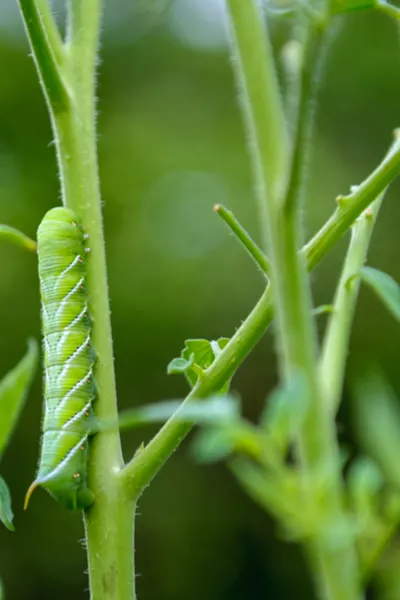 tomato hornworm damage