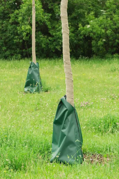 watering newly planted trees