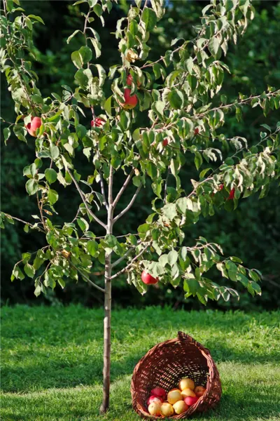 watering trees