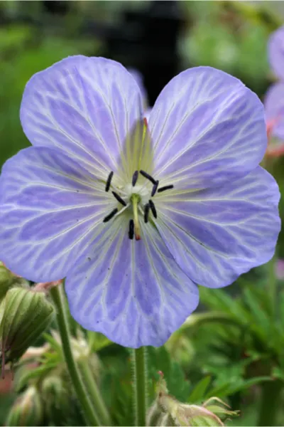 flowering perennials - geraniums