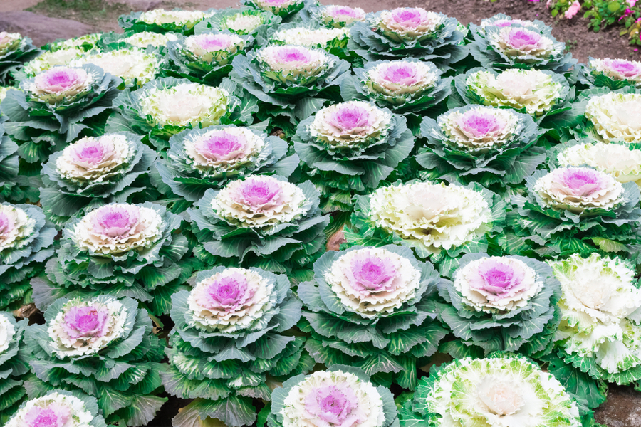 growing ornamental cabbage