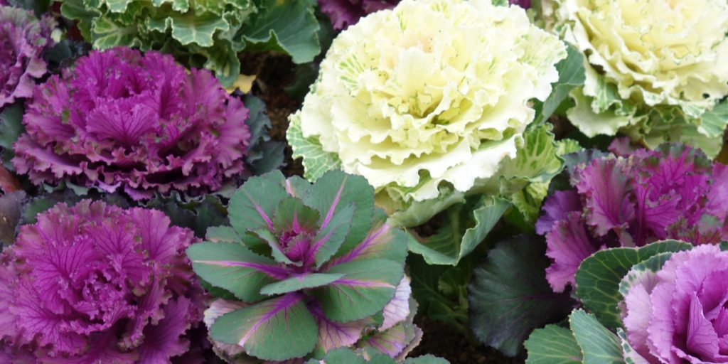 How To Grow Ornamental Cabbage For Amazing Fall Color In Pots & Beds