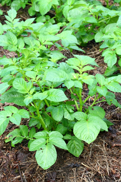 potato plants growing