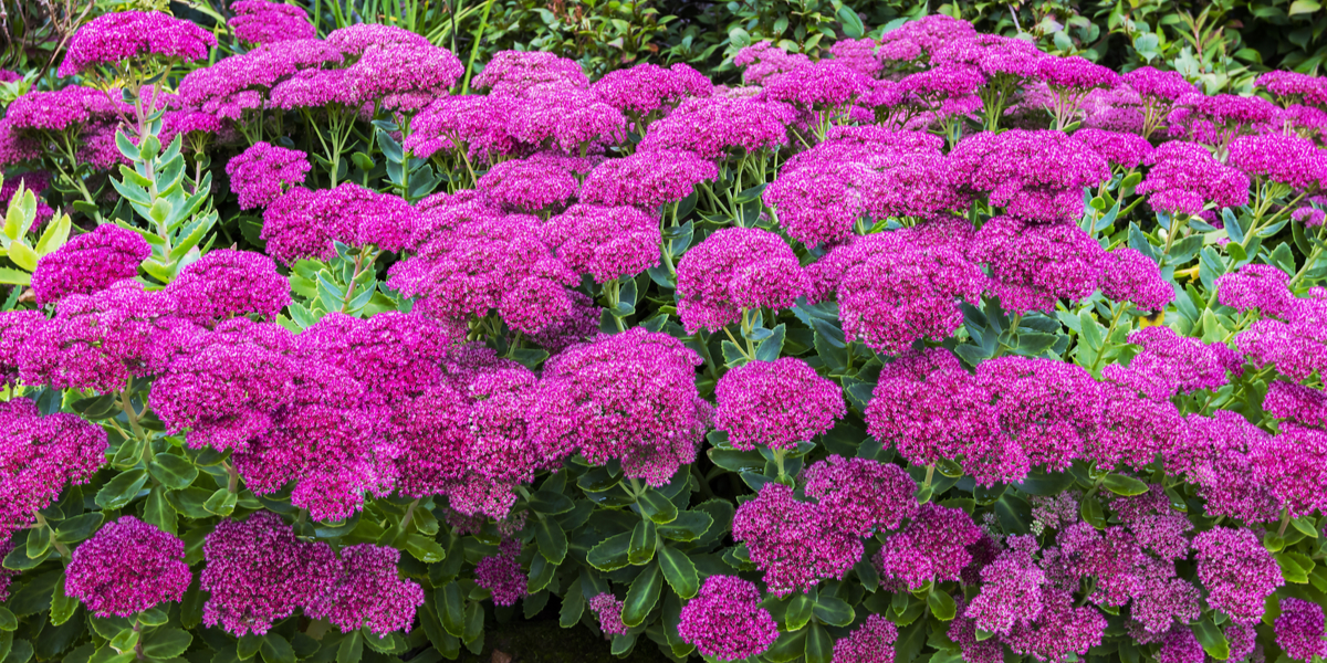 how to plant sedum