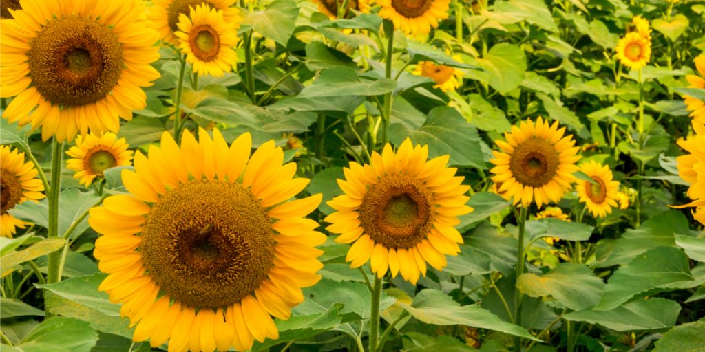 how to harvest sunflowers