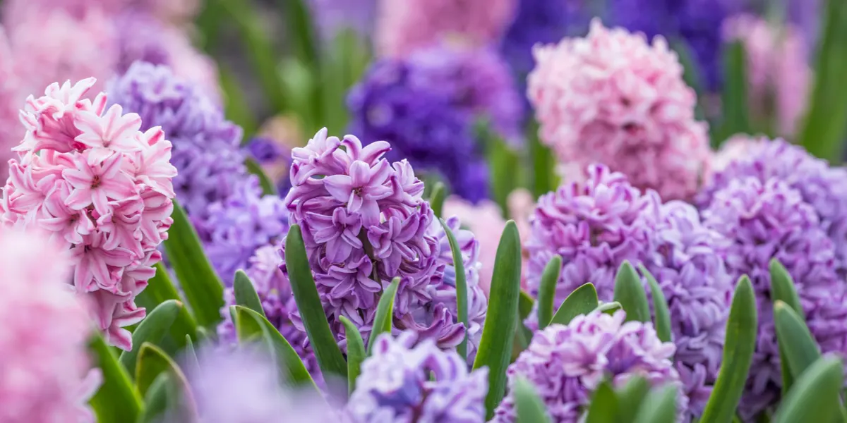 how to plant hyacinth bulbs