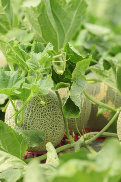 picking cantaloupe