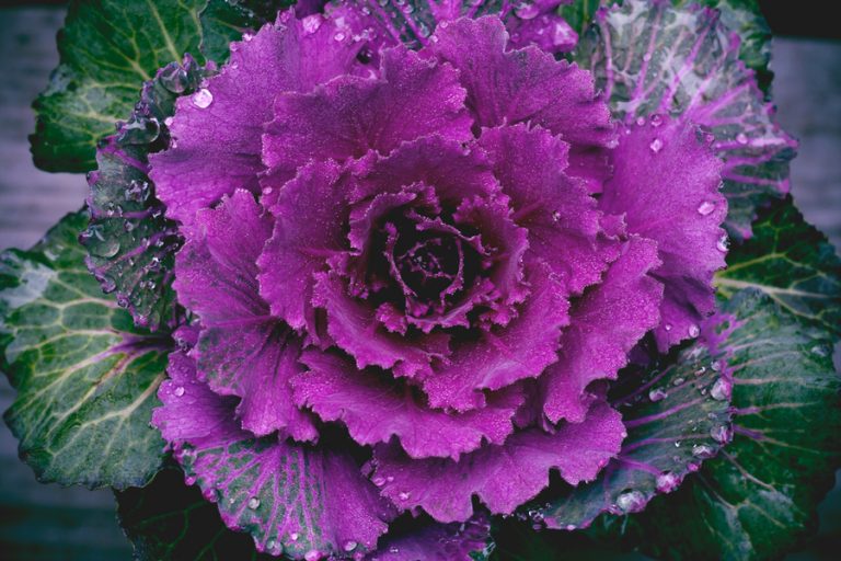 How To Grow Ornamental Cabbage For Amazing Fall Color In Pots & Beds