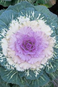 How To Grow Ornamental Cabbage For Amazing Fall Color In Pots & Beds