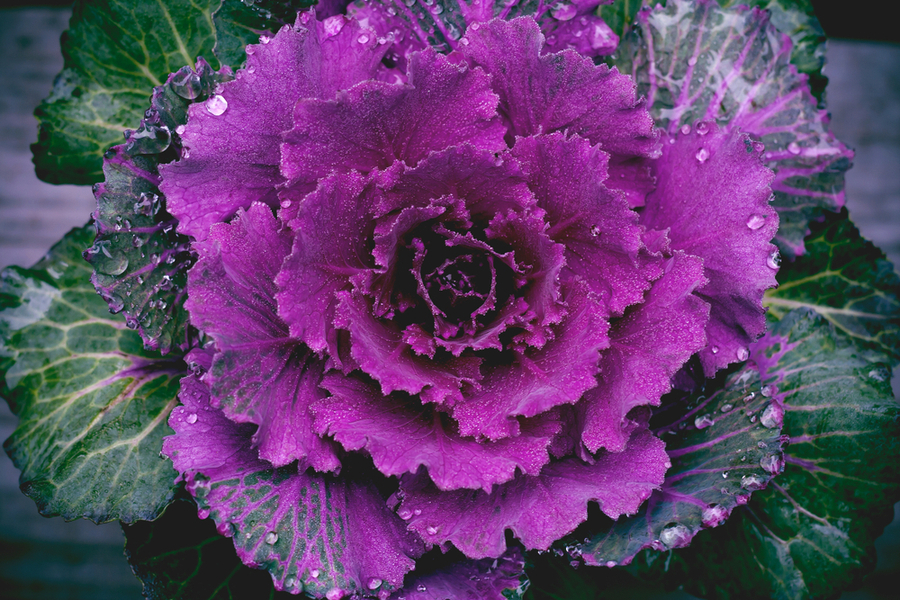 How To Grow Ornamental Cabbage For Amazing Fall Color In Pots & Beds