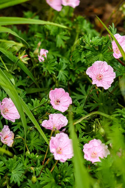 hardy geraniums growing