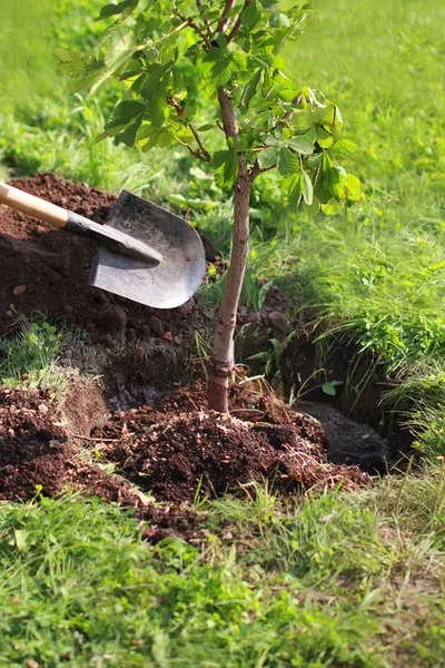 digging a hole