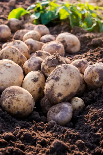 curing and storing potatoes