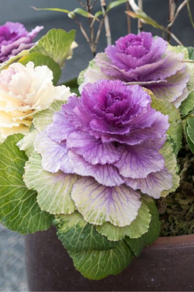 potted cabbage plants