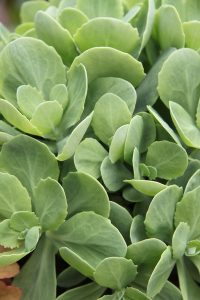 How To Plant & Grow Sedum - A Hardy Perennial With Stunning Fall Color!