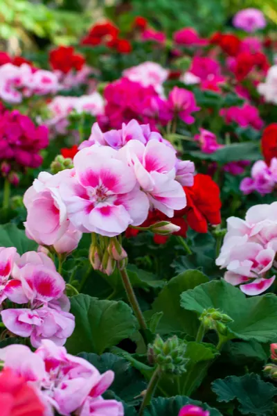 geranium plant