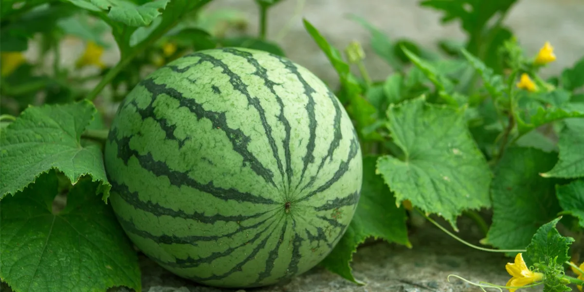 when to pick melons