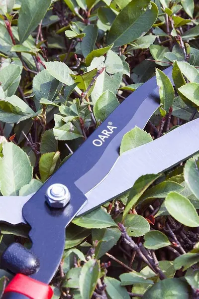 hedge shears