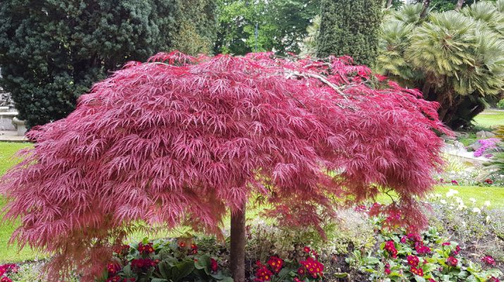 best types of japanese red maple trees