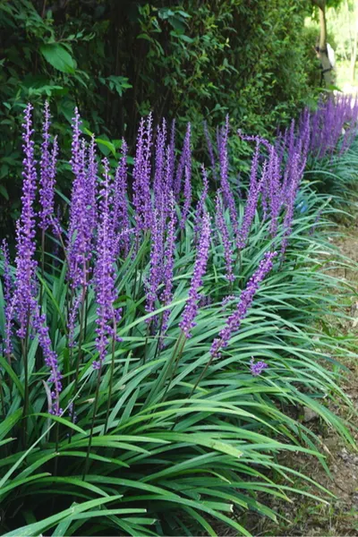 border plants