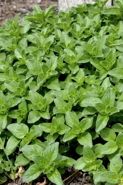 oregano in the garden