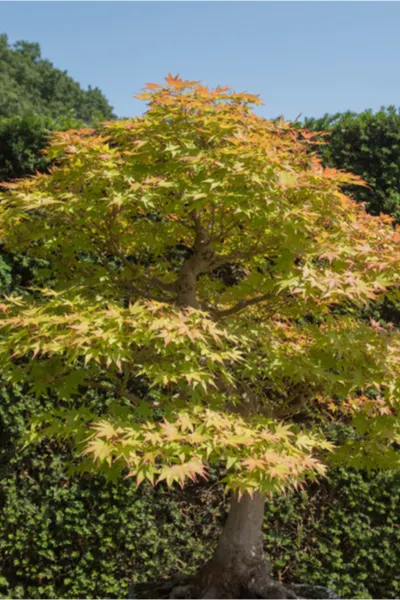 dwarf japanese maple tree