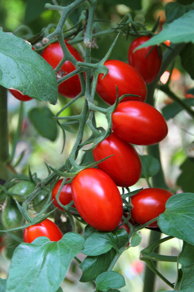 roma tomato plants