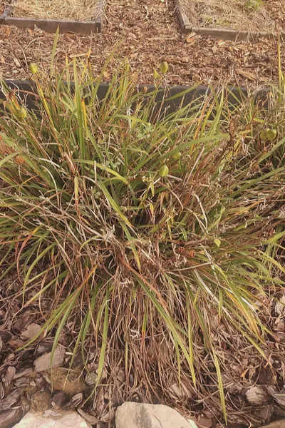 when to cut back perennials