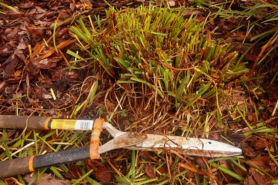 cutting back perennials in the fall - 1