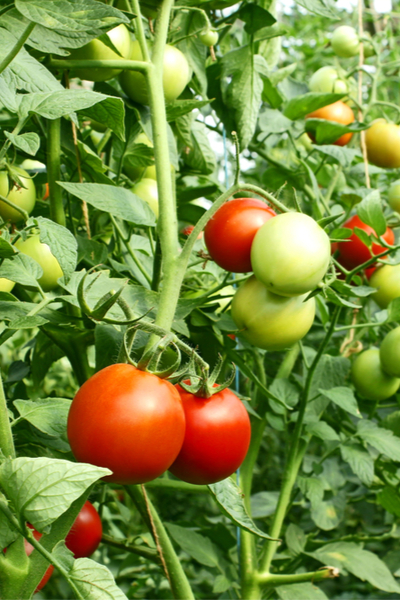 early season tomato plants