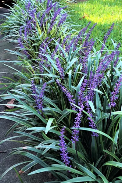 liriope spicata border