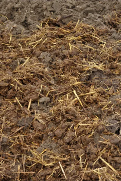 layer of manure - preparing a garden for winter